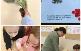 BARWY JESIENI - rozpoznawanie pospolitych gatunk&oacute;w drzew 1