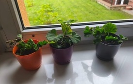 Mała hodowla, wielka przygoda! 13