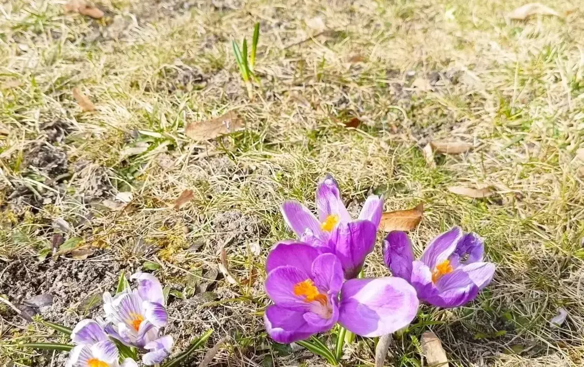Zdjęcie do POWITANIE WIOSNY W KLASACH I-III 