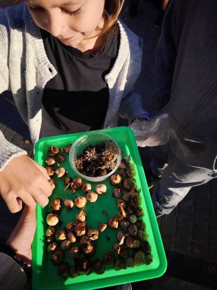 Zdjęcie do AKCJA KROKUS W KLASACH 1-3 